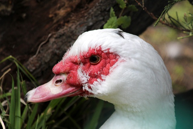 许多篮球界 许多篮球界