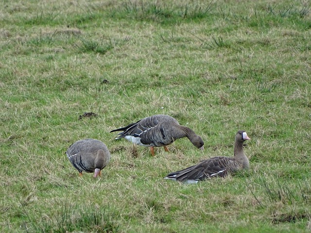 截与助攻组 截与助攻组